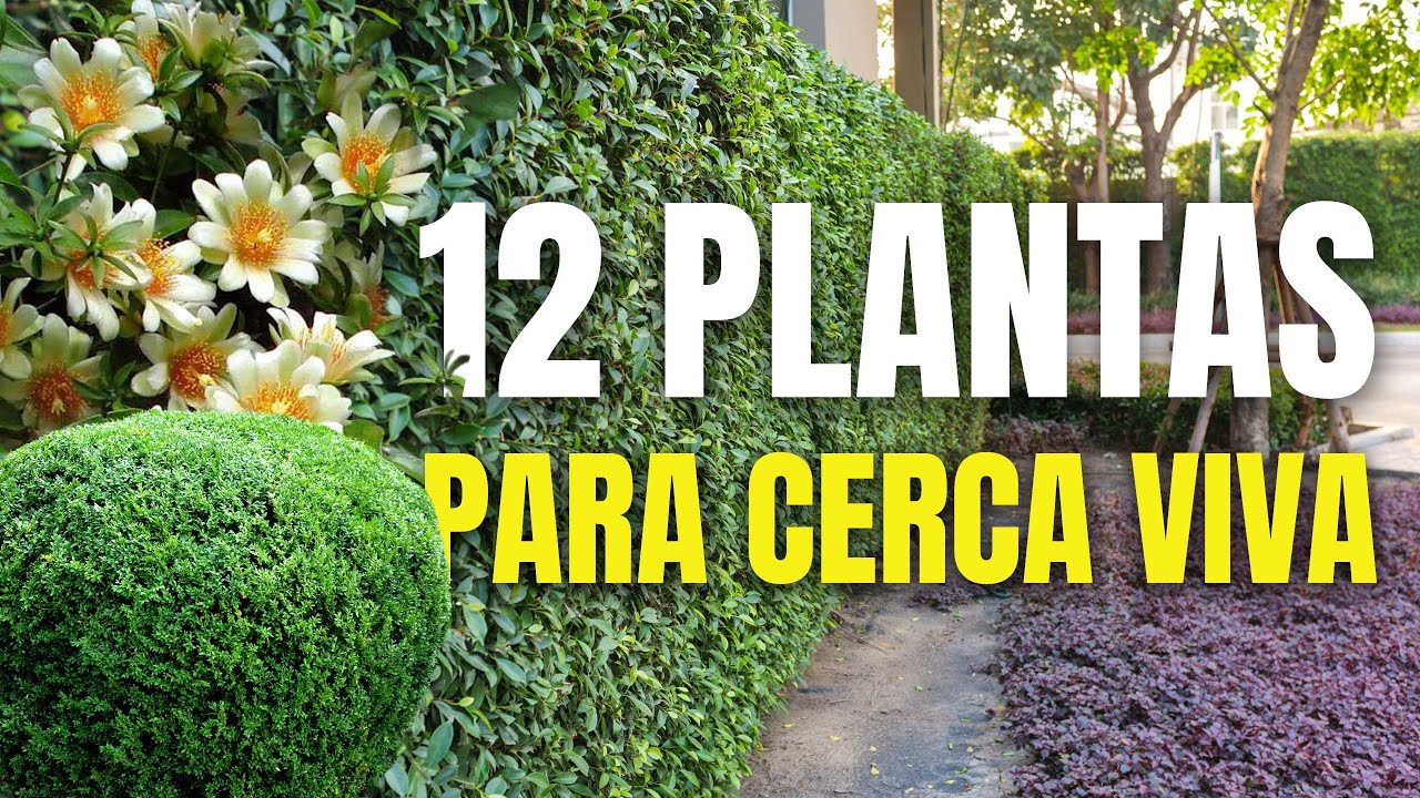 12 PLANTAS PARA CRIAR CERCAS VIVAS 🌿