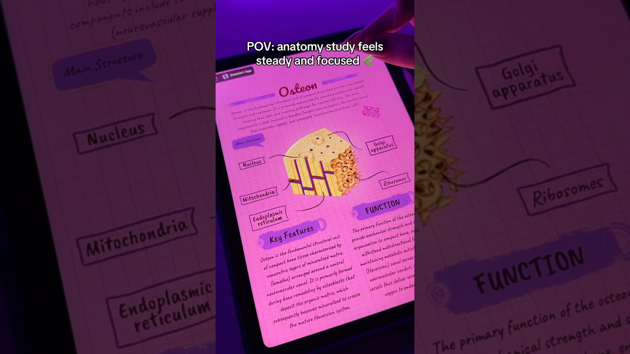 organized notes created in ZoomArt App 📘#studytok #anatomy #studywithme #notes #studytips