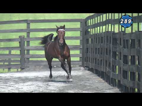 HIP #289 UPSCALE BLUE CHIP - PADDOCK