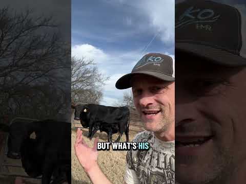 What happens to Rita’s calf in the future?