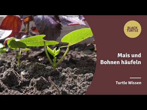 Black Turtle | Mais und Bohnen häufeln