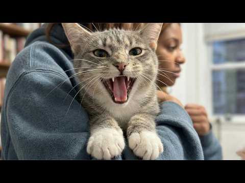 Cats Acting Strange 😹 Funniest Cats 2026 | Try Not To Laugh