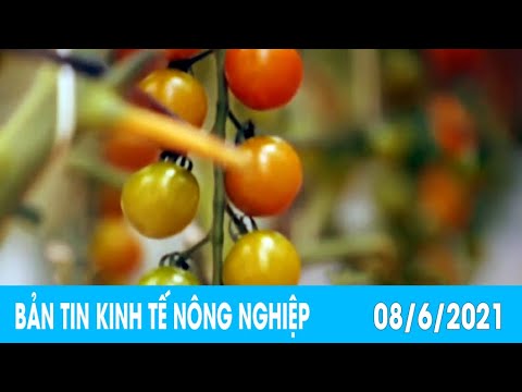, title : 'Giống cà chua tý hon nức tiếng ở Nhật Bản bén rễ ở Lâm Đồng'