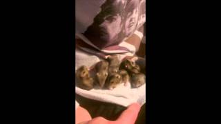 Russian Dwarf Hamster Babies - Watch Them Grow (Really Cute)