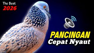 Download lagu Suara Burung Tekukur Gacor Memanggil Temanya Menekan Menguku mp3 Download lagu Suara Burung Tekukur Gacor Memanggil Temanya Menekan Menguku mp3