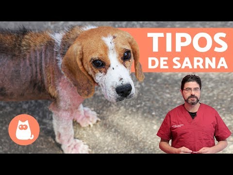 Tipos de SARNA EN PERROS