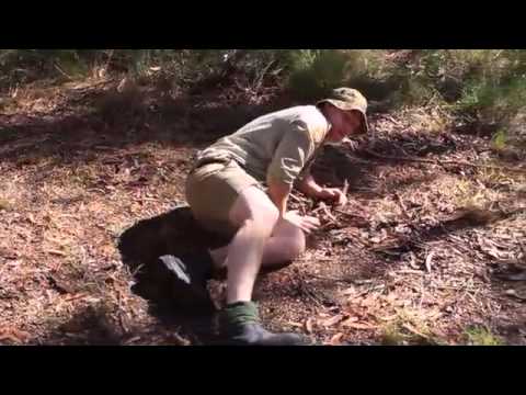 Bear Minimum - Snake Bite