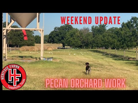 Pecan Orchard Work.   New Irrigation Timer