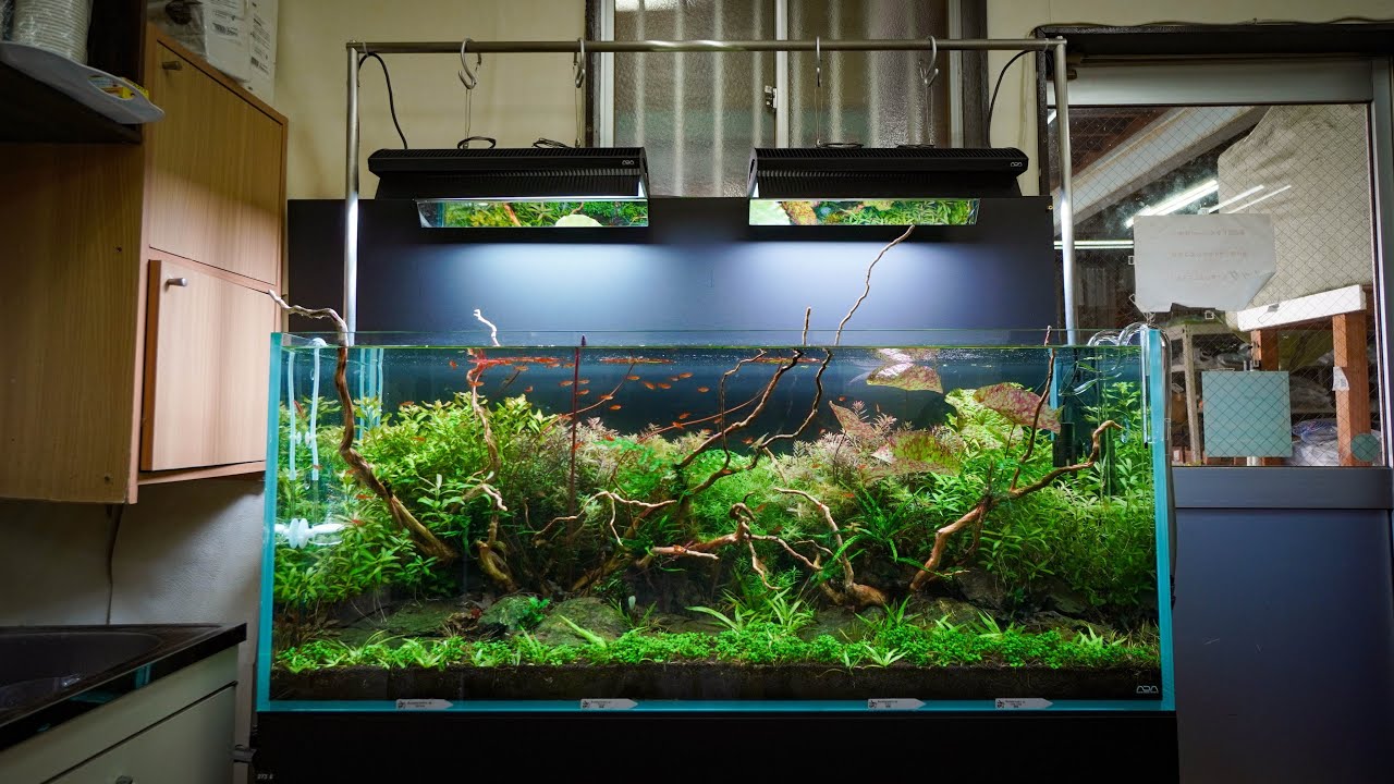 Trimming this Beautiful 4ft Nature Aquarium