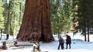 preview picture of video 'General Sherman Tree at Sequoia National Park'