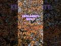 Keith Jarrett - SPIRITS 4 #keithjarrett #meditation #tree  #treespirit