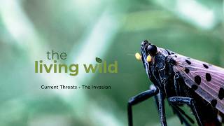 Current Threats - The Invasion