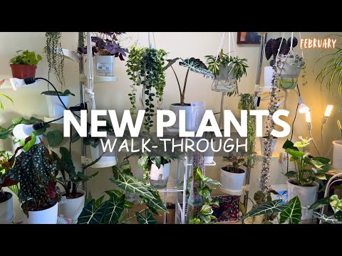 LOW LIGHT | A Close Call, New Plants & February Highlights