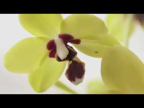 How To Care For Orchids - Top 10 Don'Ts When Growing Orchids - Tips For Orchid Beginners