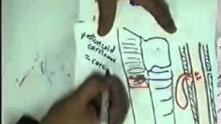systemic pathology : digestive system 2 oesophagus stomach DR SAMEH GHAZY