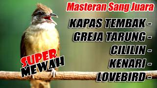 Download lagu KAPAS TEMBAK - GREJA TARUNG -  CILILIN - KENARI  - LOVEBIRD - | MASTERAN GACOR MEWAH mp3