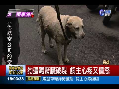 廂型車輾狗腎臟裂 飼主心疼緝凶