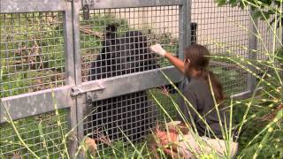 Tails, Teeth and Snouts