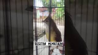 Download lagu ALASAN CUCAK JENGGOT JADI PILIHAN BURUNG MASTERAN mp3