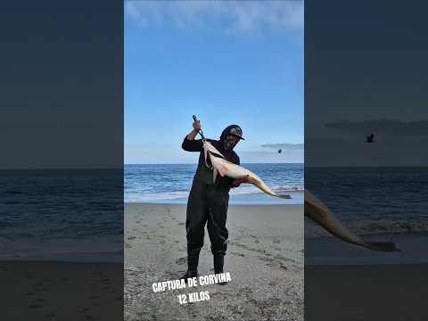 CAPTURA DE CORVINA DE 12 KILOS EN MEJILLONES, PLAYA GRANDE #NAUTIPEZ #PESCACHILE #ANTOFAGASTA