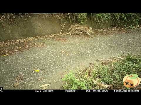 柑農場自主架設的紅外線自動相機於115年4月5日再次紀錄到石虎影像(食柑農場提供)