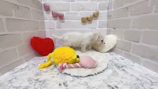 ビションフリーゼの動画01