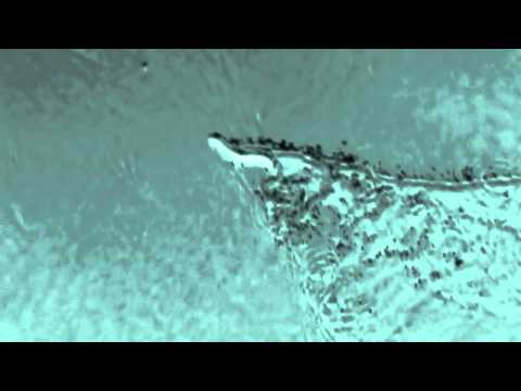 The Iceland Worm Monster Lagarfljóts Worm - NEW FOOTAGE