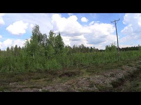 Metsolan Metsäkoulu 155 - Väärä puulaji?!