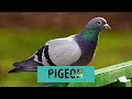 Pigeon Pronunciation