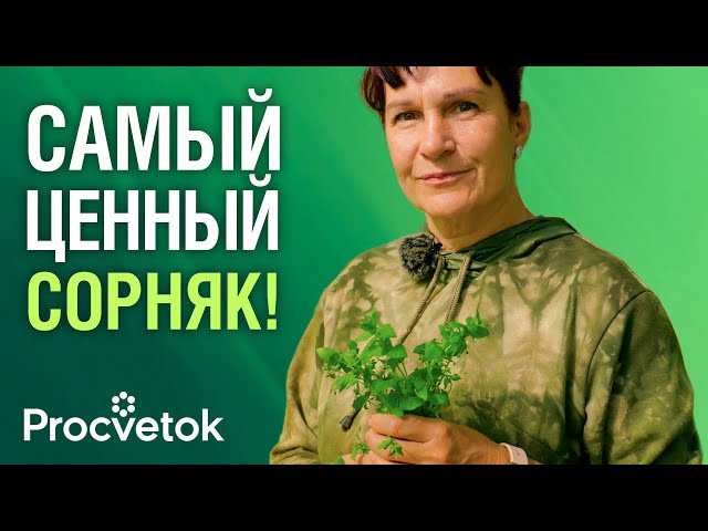 ВЫПАЛЫВАЮ ВСЕ СОРНЯКИ, КРОМЕ ЭТОГО! Волшебная трава при гипертонии, варикозе и боли в суставах