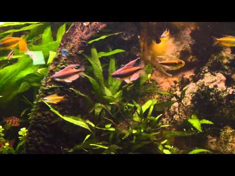 Phenacogrammus aurantiacus fighting