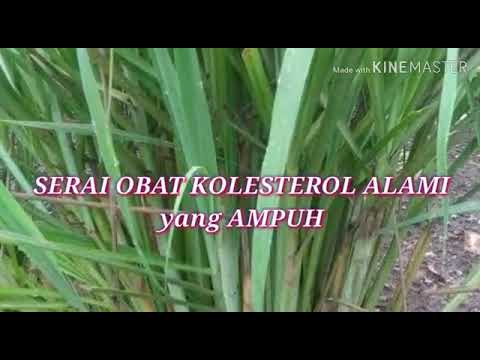 Ramuan ajaib yg ampuh turunkan kolestrol