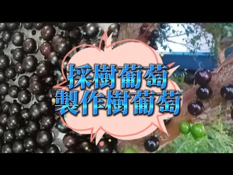 樹葡萄加工