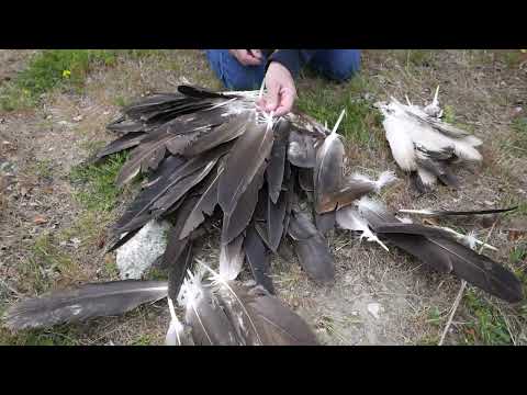 Harvesting Eagle Feathers