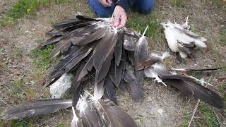 Harvesting Eagle Feathers