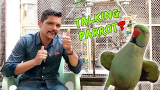 How to Identify Talking Parrot? |بات کرنے والے طوطے کو کیسے پہچانا جائے؟ | PBI Birds