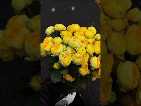 15 октября 2023 г.