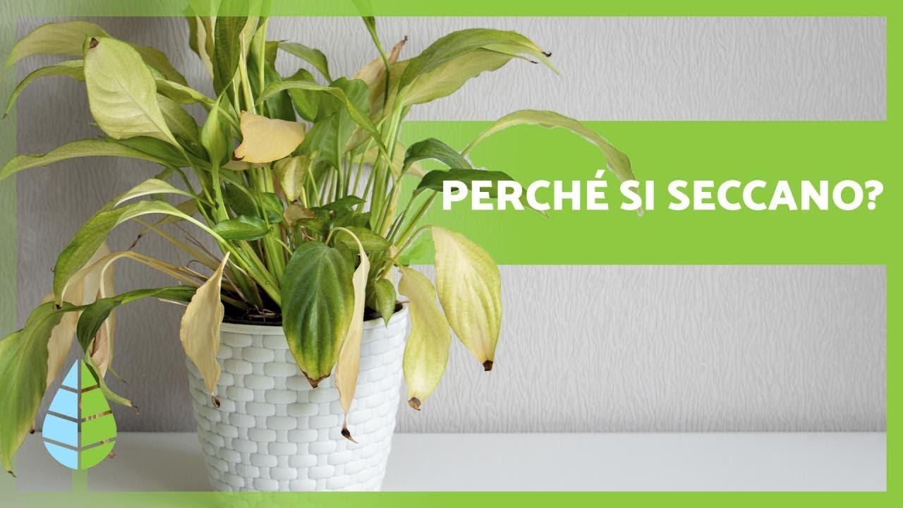 Perché si SECCANO le PUNTE delle FOGLIE delle PIANTE🌿 (5 motivi)