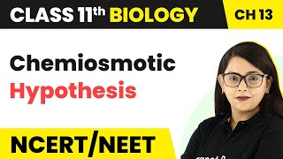 Class 11 Chapter 13 | Chemiosmotic Hypothesis | Photosynthesis in Higher Plants | Class 11 Biology