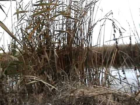 Complexul Holbina - Delta Dunarii de "In Carlig"