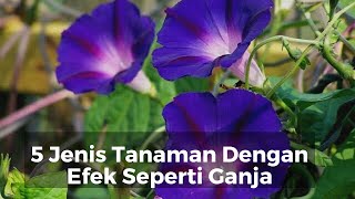 Download lagu Awas! Inilah 5 Tanaman Yang Memiliki Efek Samping Seperti Ganja. mp3 Download lagu Awas! Inilah 5 Tanaman Yang Memiliki Efek Samping Seperti Ganja. mp3