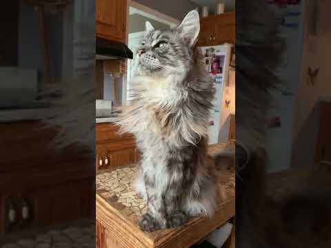 Fluffy Maine Coon Cat | Looking out the Window | #shorts