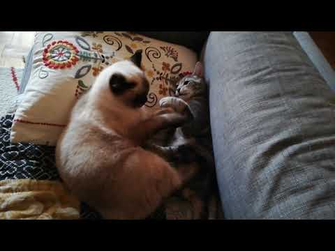 Iffy and Toffe Play 001