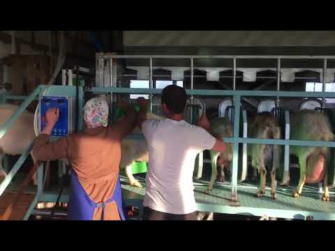 Доильный зал нашего производстава