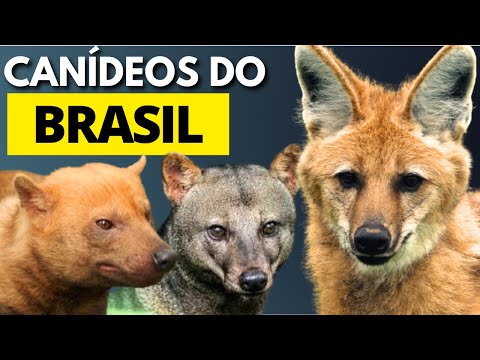 CANIDS OF BRAZIL I BUSSINESS DOG, MANED WOLF, VINEGAR DOG, SHORT-EARED DOG