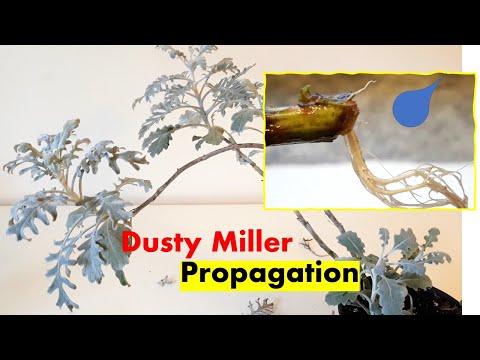 image-How do you care for a dusty miller plant?