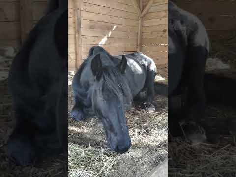 sleeping horse 🐴💤💤💤 #sleeping #horse #friesian #goodnight