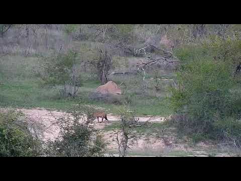 Djuma: Waterbuck bulls and lone Hyena sniffing around - 10/14/20