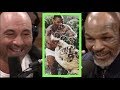 Mike Tyson Explains Why He Got the Tigers | Joe Rogan