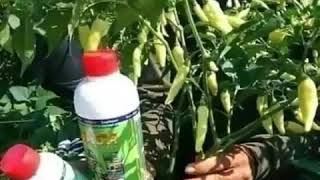 Download lagu Wa. 0812 5939 7038 Jual Pupuk Nasa Untuk Cabe Rawit Cepat Berbuah Di Brebes mp3